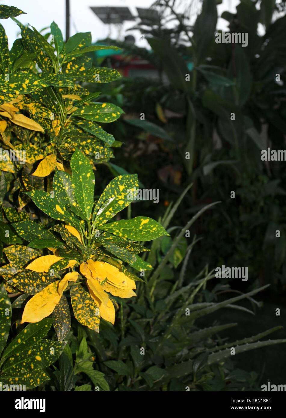 Golddust c, Codiaeum variegatum, variegated croton, Euphorbiaceae plant nature, growing in an organic home garden. Stock Photo