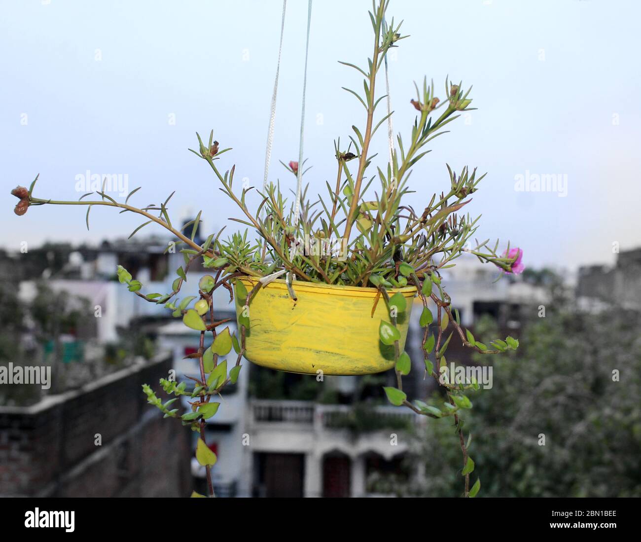 Portulaca oleracea, common purslane, verdolaga, redroot or pursley, succulent plant carrying on Homemade plastic pot Stock Photo