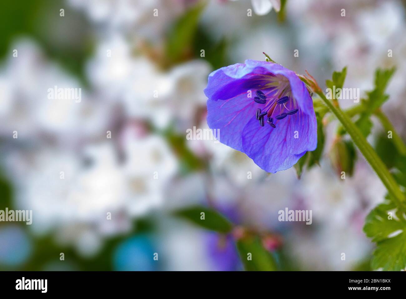 water drops on hardy  blue geranium Stock Photo
