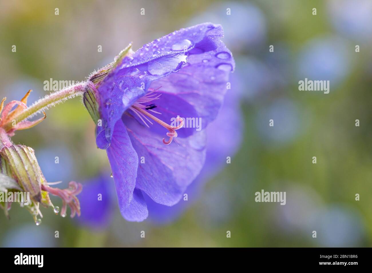 water drops on hardy blue geranium Stock Photo