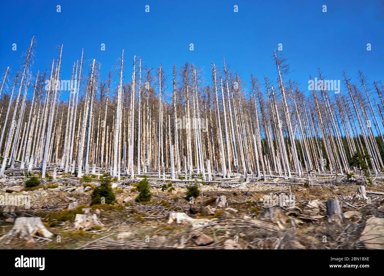 Dead trees in the dying forest in Germany. Through climate change, drought and bark beetles