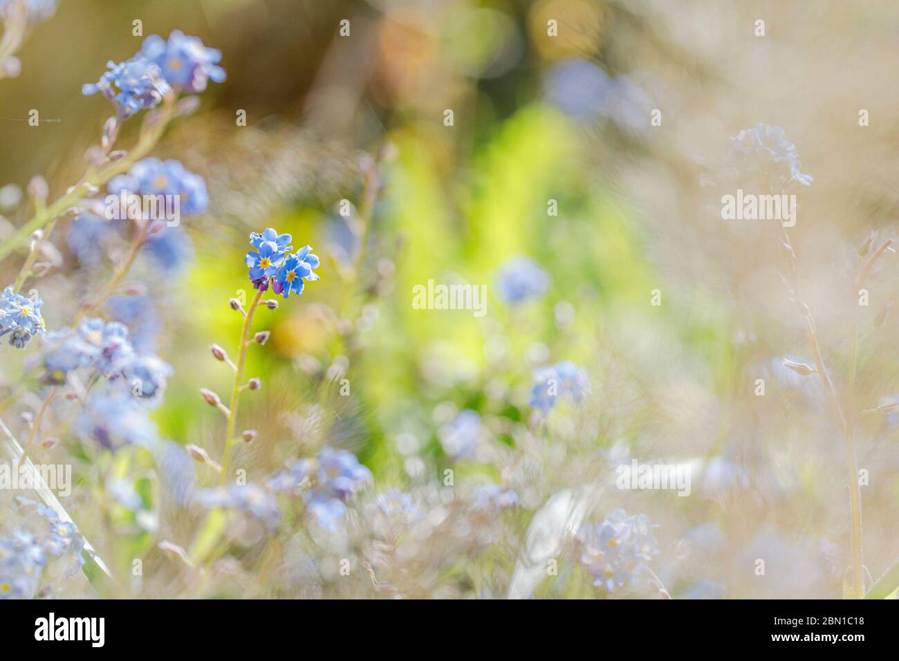 blue forget me not or Scorpion grasses  flowers Stock Photo
