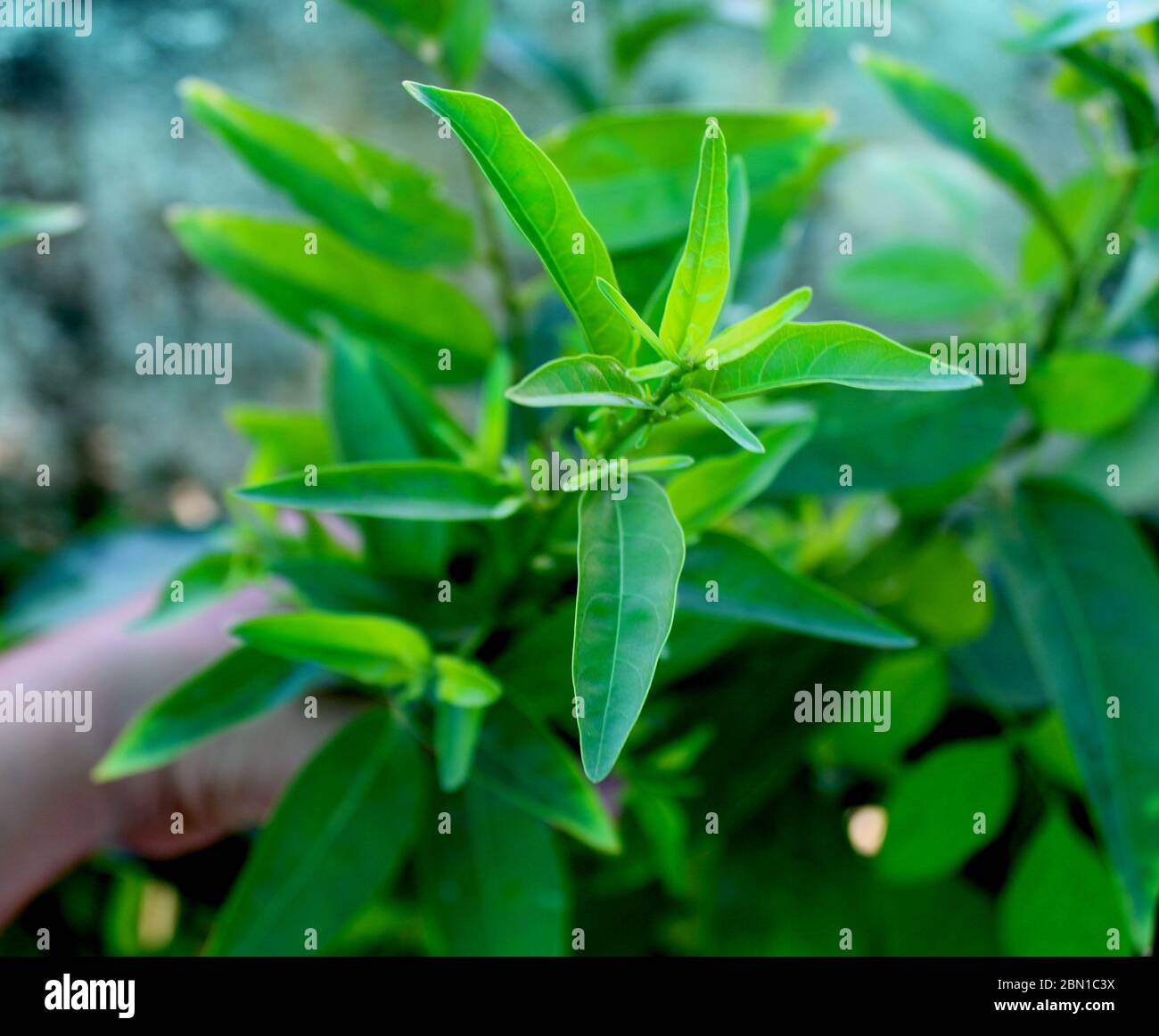 Night blooming jasmine flower plant growing in an organic home garden Stock Photo