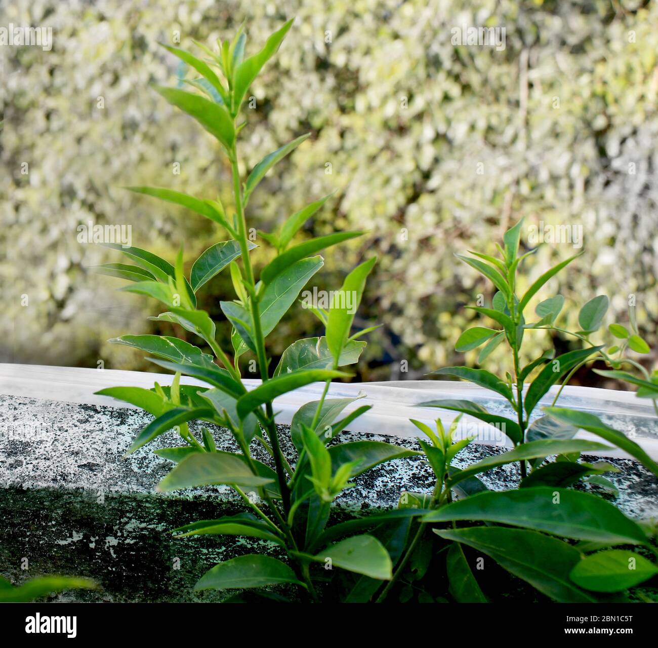 Night blooming jasmine flower plant growing in an organic home garden Stock Photo