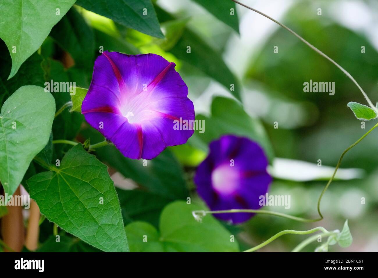 Purple-blue flowers of Morning Glory 'Star Of Yalta', Ipomoea purpurea 'Star Of Yalta' Stock Photo
