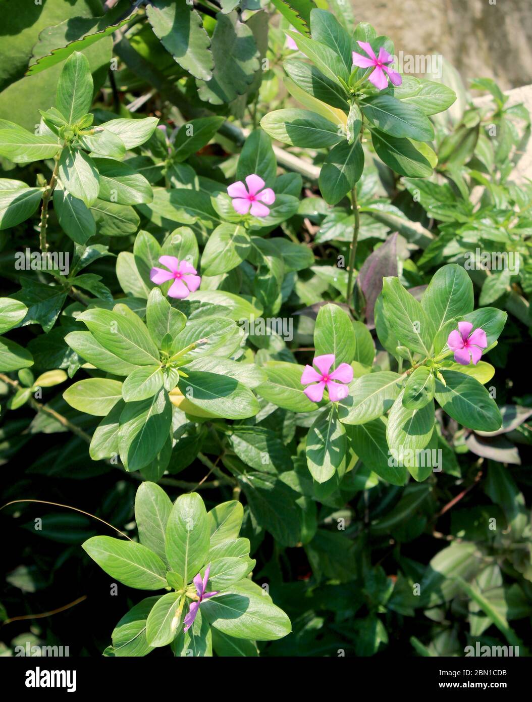 vinca rosea, sadabahar flower plant blooming in an organic home garden