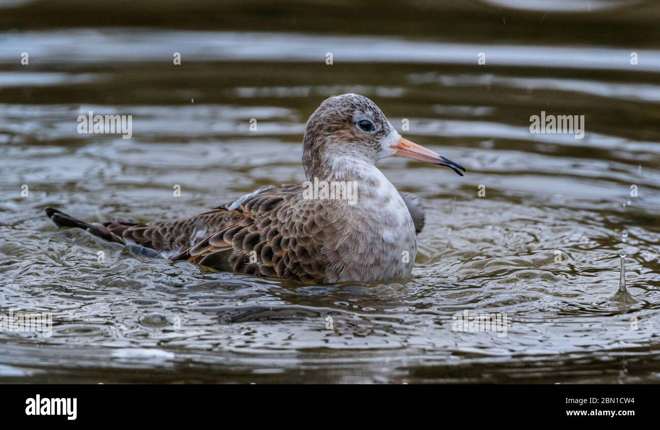 Waterfowl close up hi-res stock photography and images - Alamy