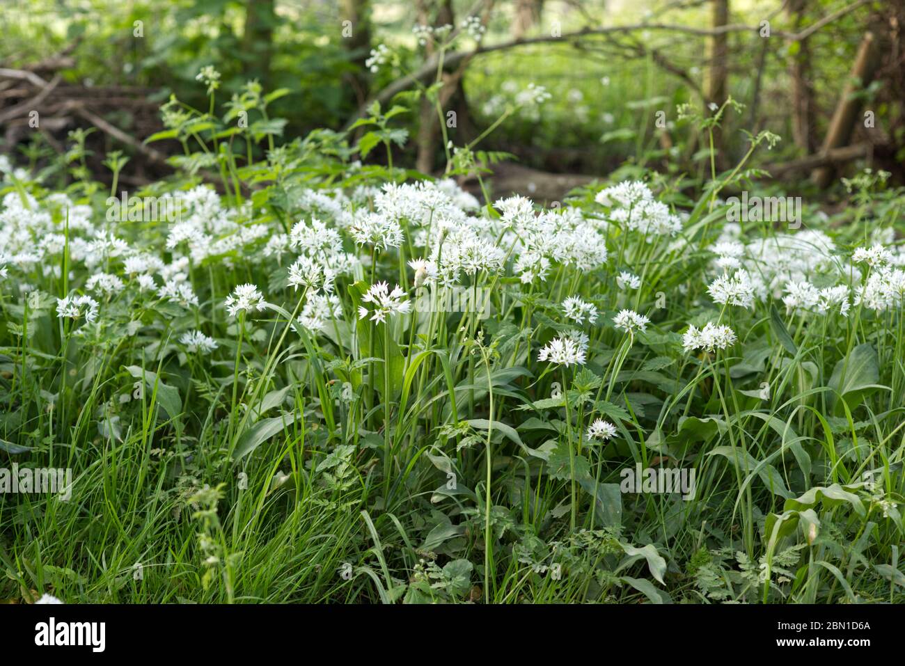 wild garlic growing in the countryside among grasses and weeds Stock Photo