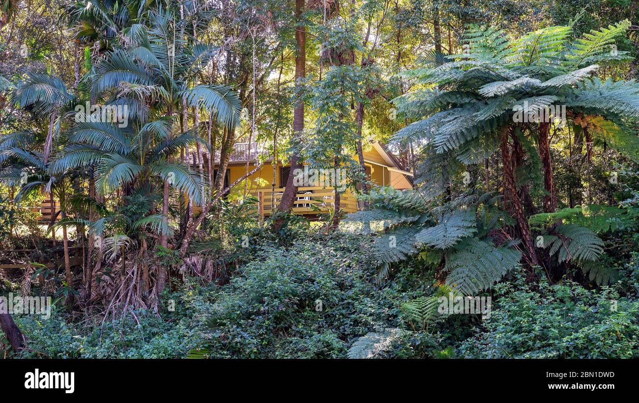 A cabin through the trees in a tropical rainforest Stock Photo