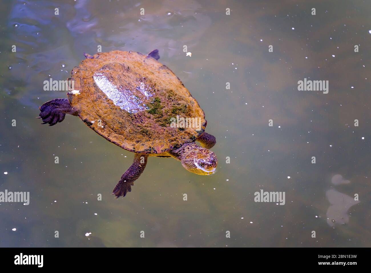 Small freshwater turtle 2025