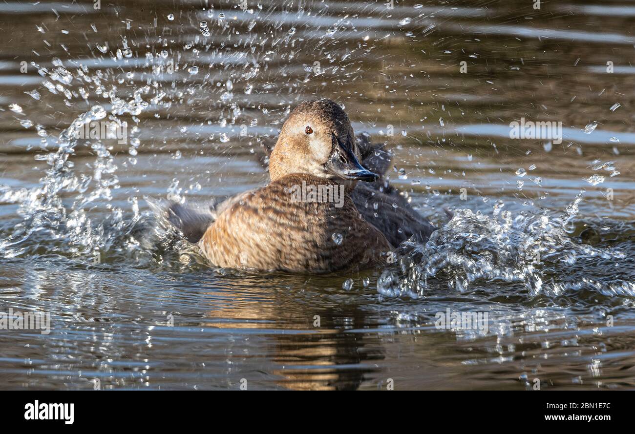 bird splashing in water Stock Photo Alamy