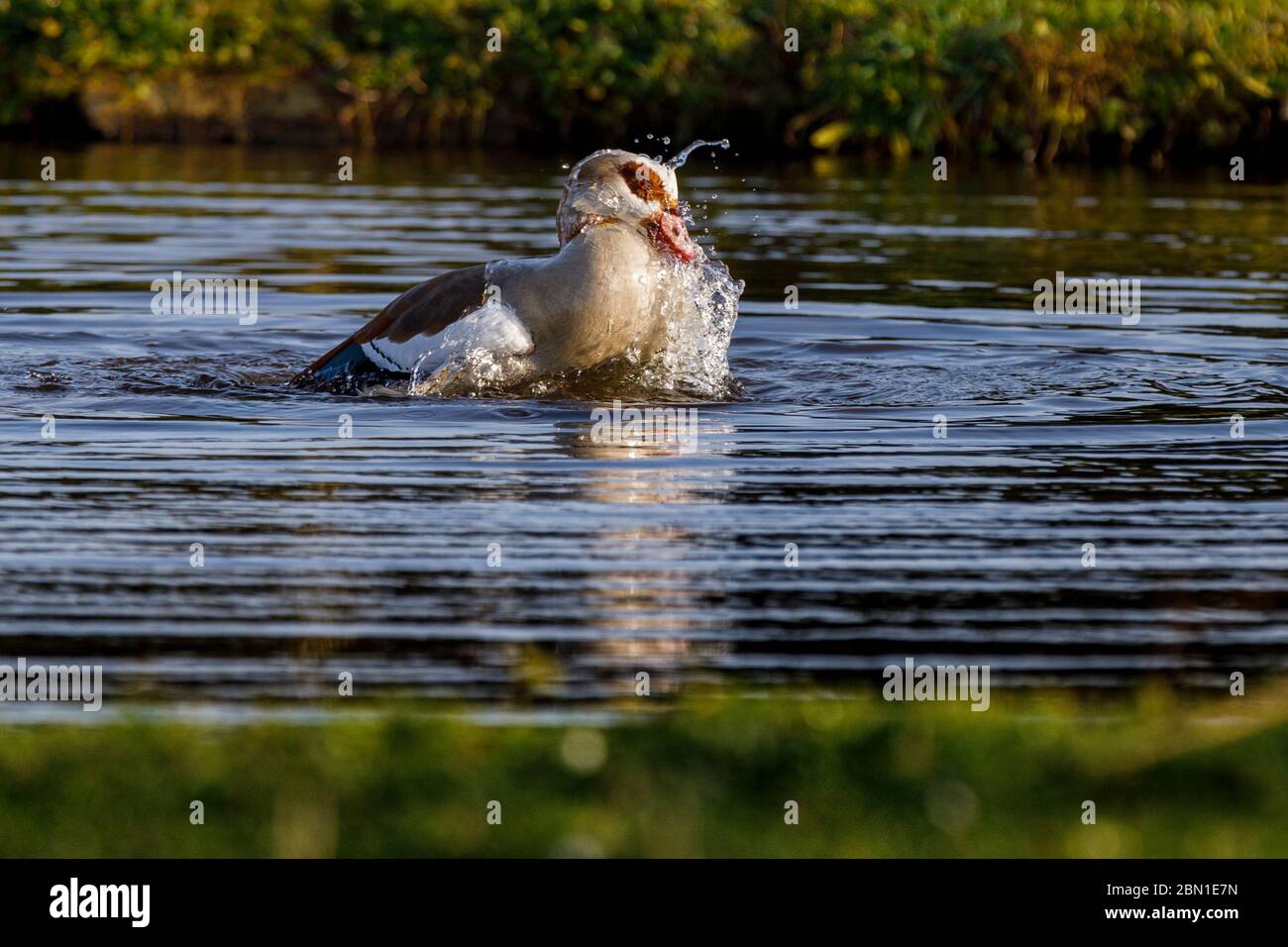 egyptian goose on a lake having a splash or bath Stock Photo