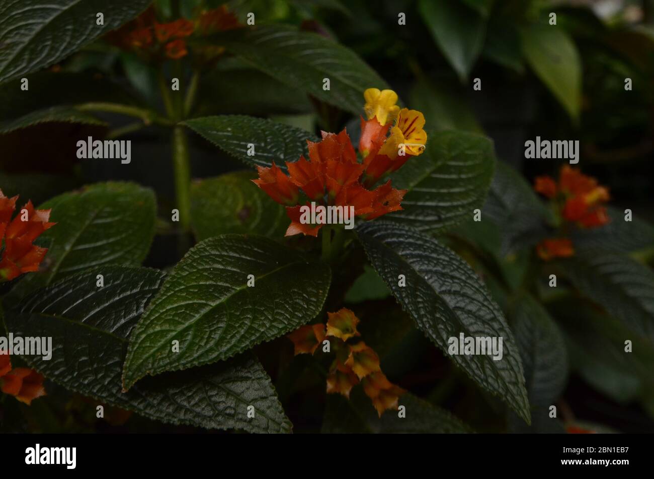 orange trumpet flower in the garden Stock Photo