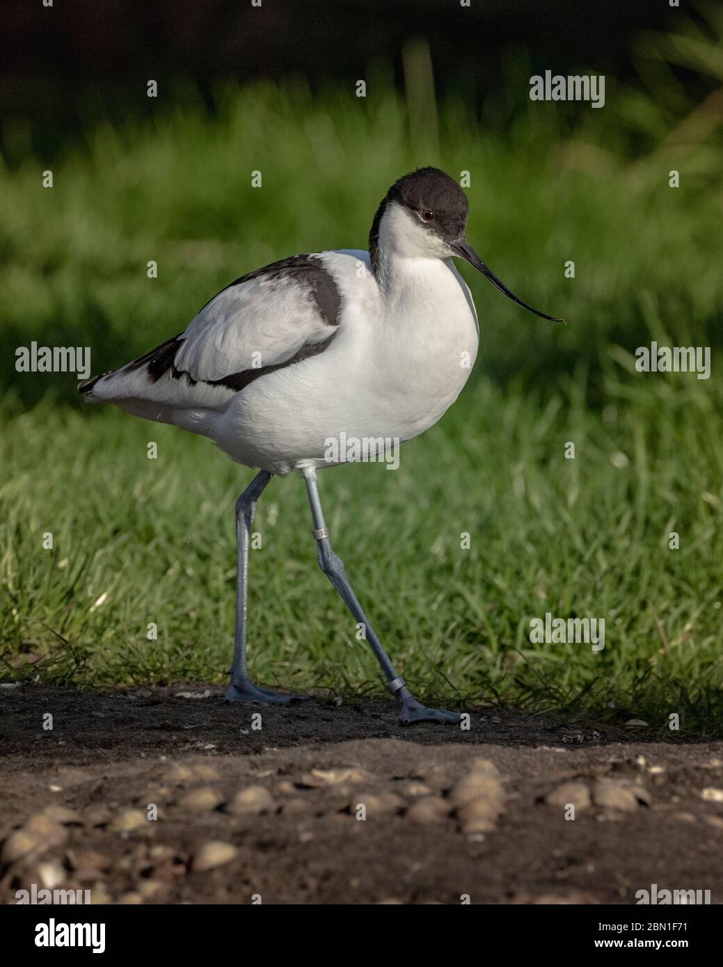 Blackwinged stilt bird on land Stock Photo Alamy