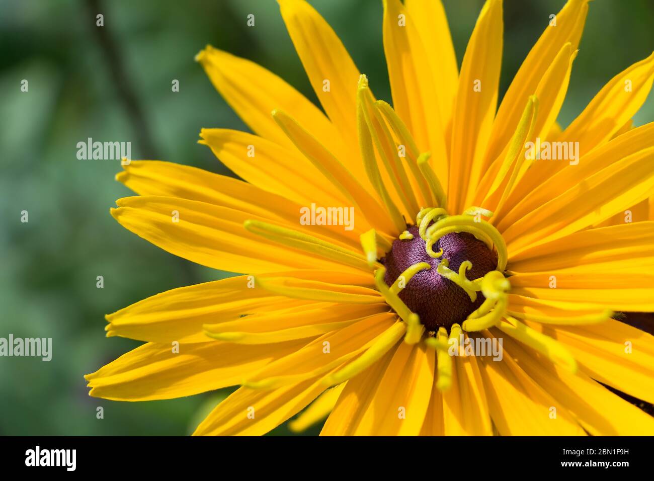 One yellow flower of rudbeckia in the garden. Stock Photo