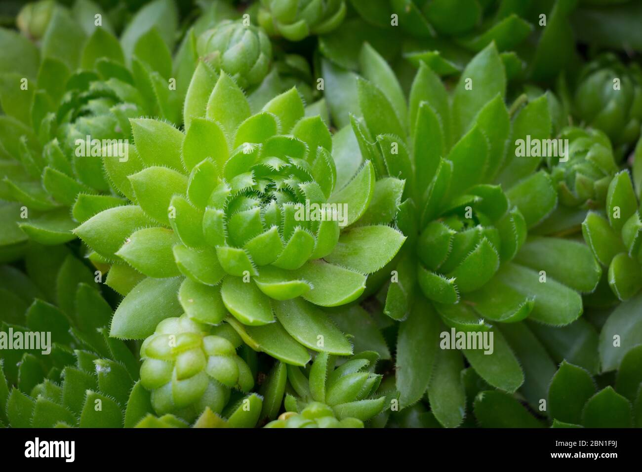 Green plant of orpin in the garden Stock Photo