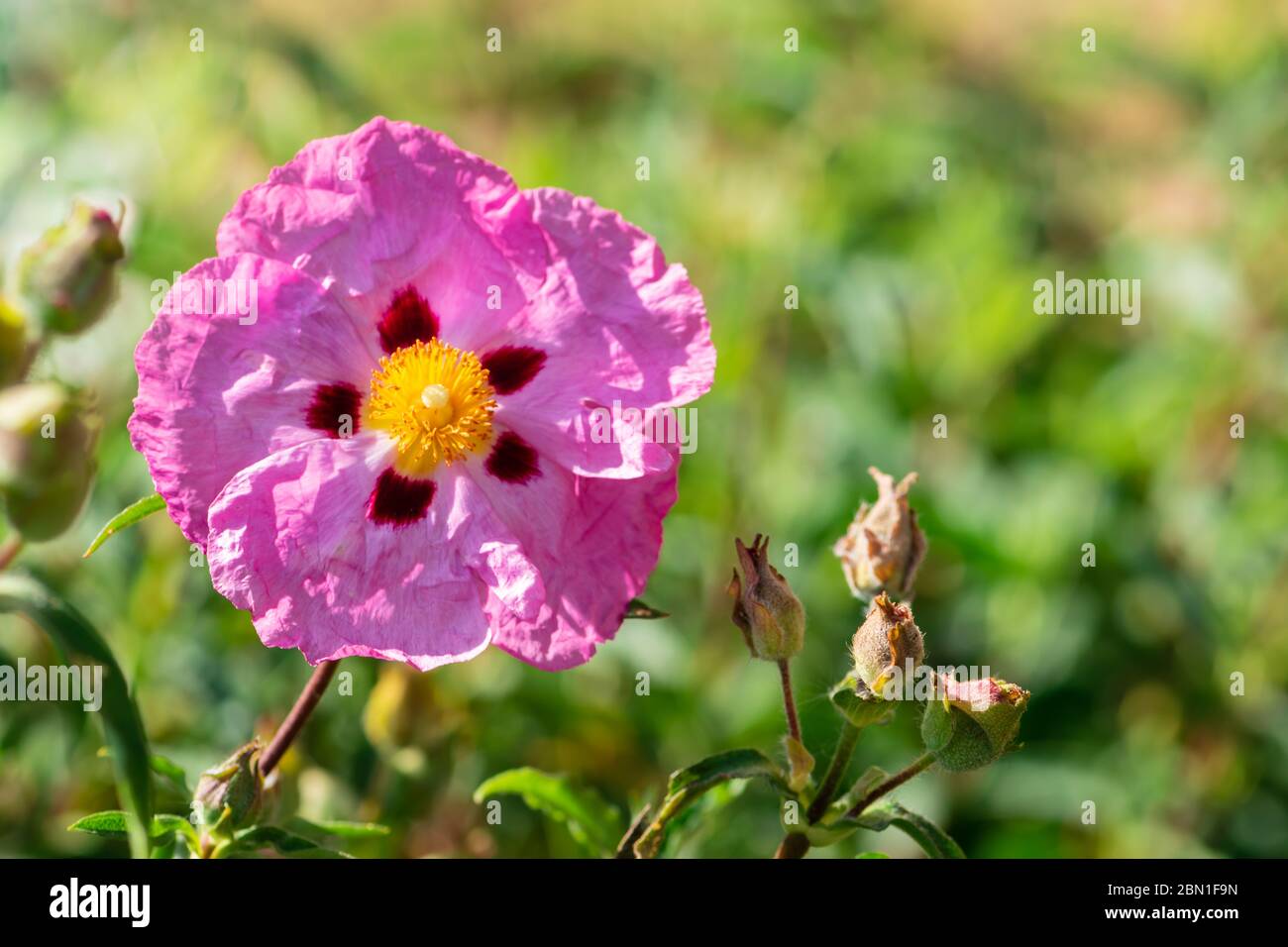 Flower of Cistus purpureus close up. Big pink orchid rockrose in the garden with copy space for text. Stock Photo
