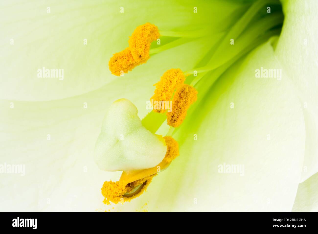 Inner life of a white Lily (Lilium, Liliaceae) blossom. Close-up of stamens and carpels. Germany Stock Photo
