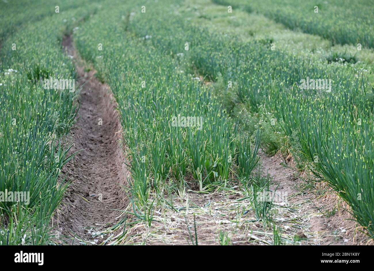 Army food production hi-res stock photography and images - Alamy