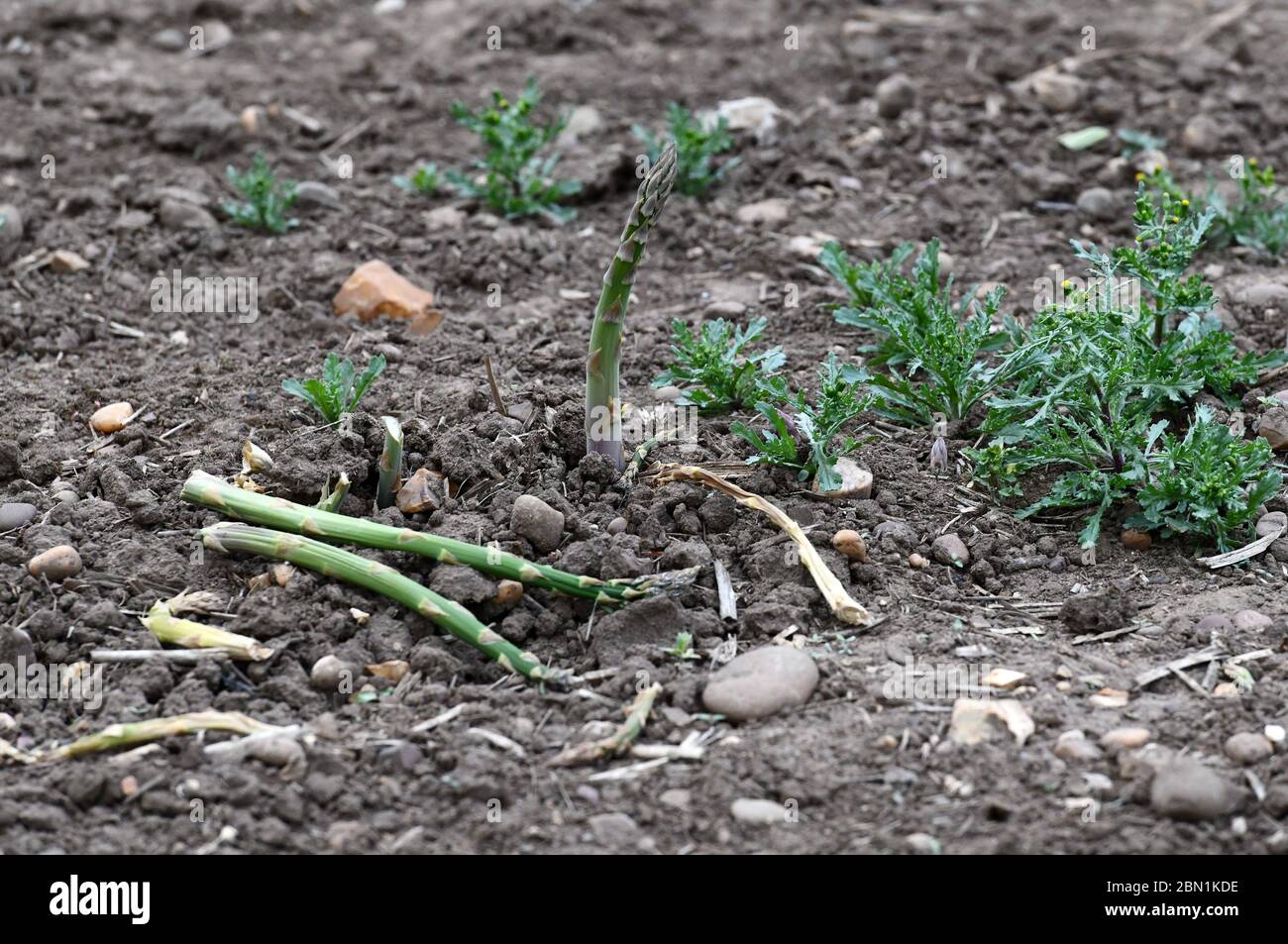 Unpicked crops uk hi-res stock photography and images - Alamy