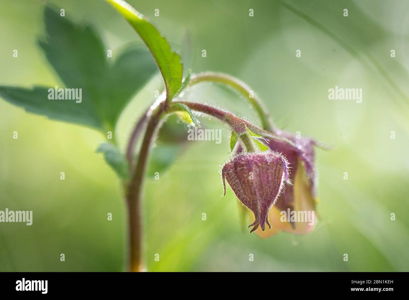 Geum rivale, Water Avens. Wild plant shot spring. Stock Photo