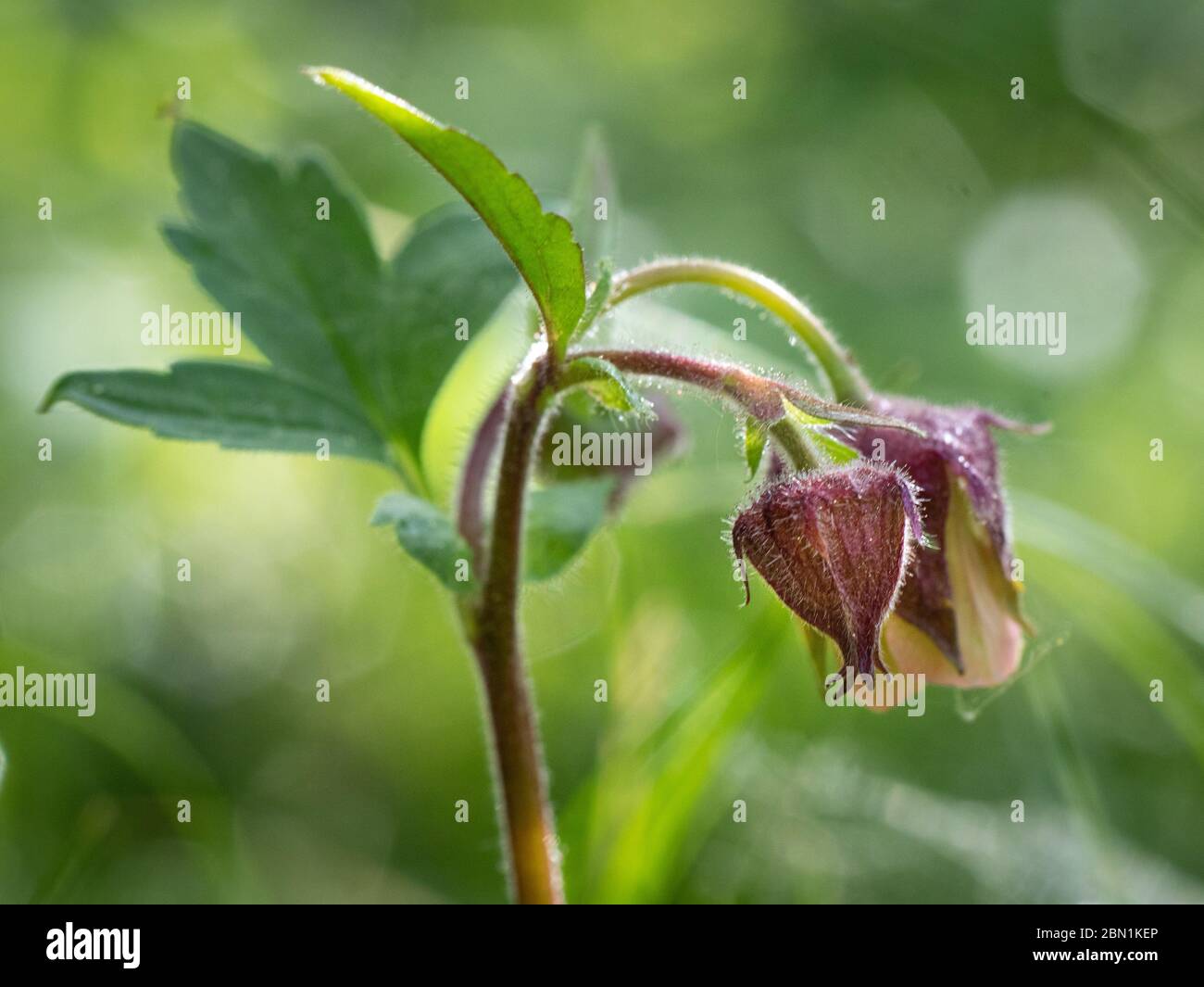 Geum rivale, Water Avens. Wild plant shot spring. Stock Photo