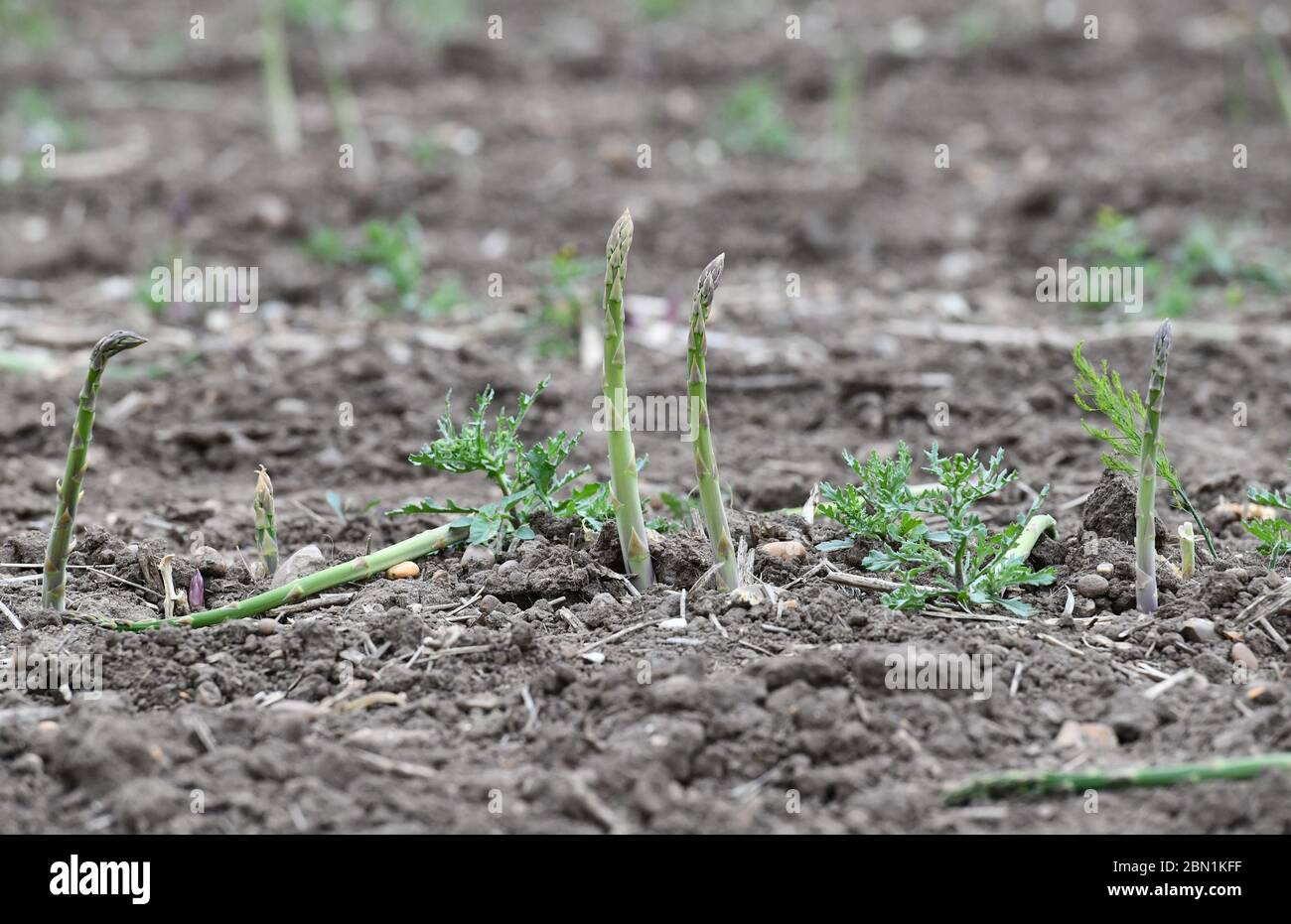 Unpicked crops uk hi-res stock photography and images - Alamy