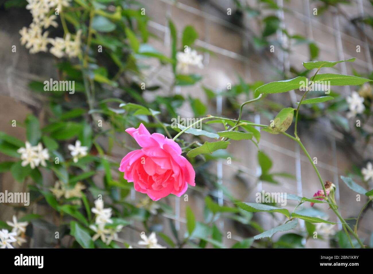 one single pink rose blossoms in May Stock Photo