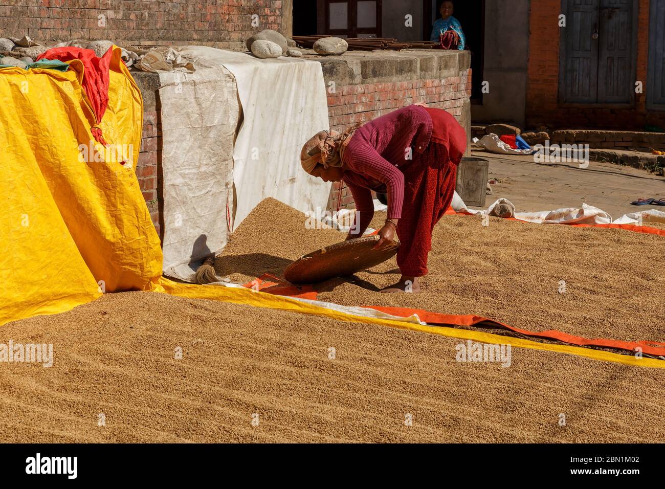 Kirtipur, Nepal - November 13, 2016: Nepalese woman sieves and chooses the rice which is dried in the street in the sun. Stock Photo