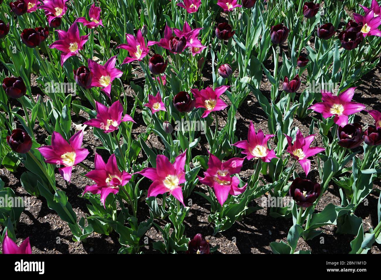 Dark pink rain lily flower (Zephyranthes rosea) arranged in the garden park Stock Photo