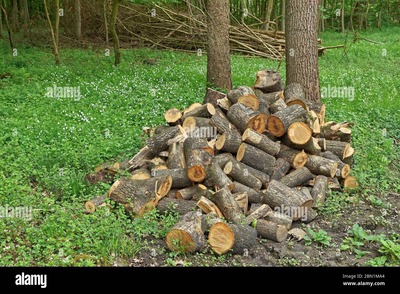 A pile of ash tree firewood Stock Photo