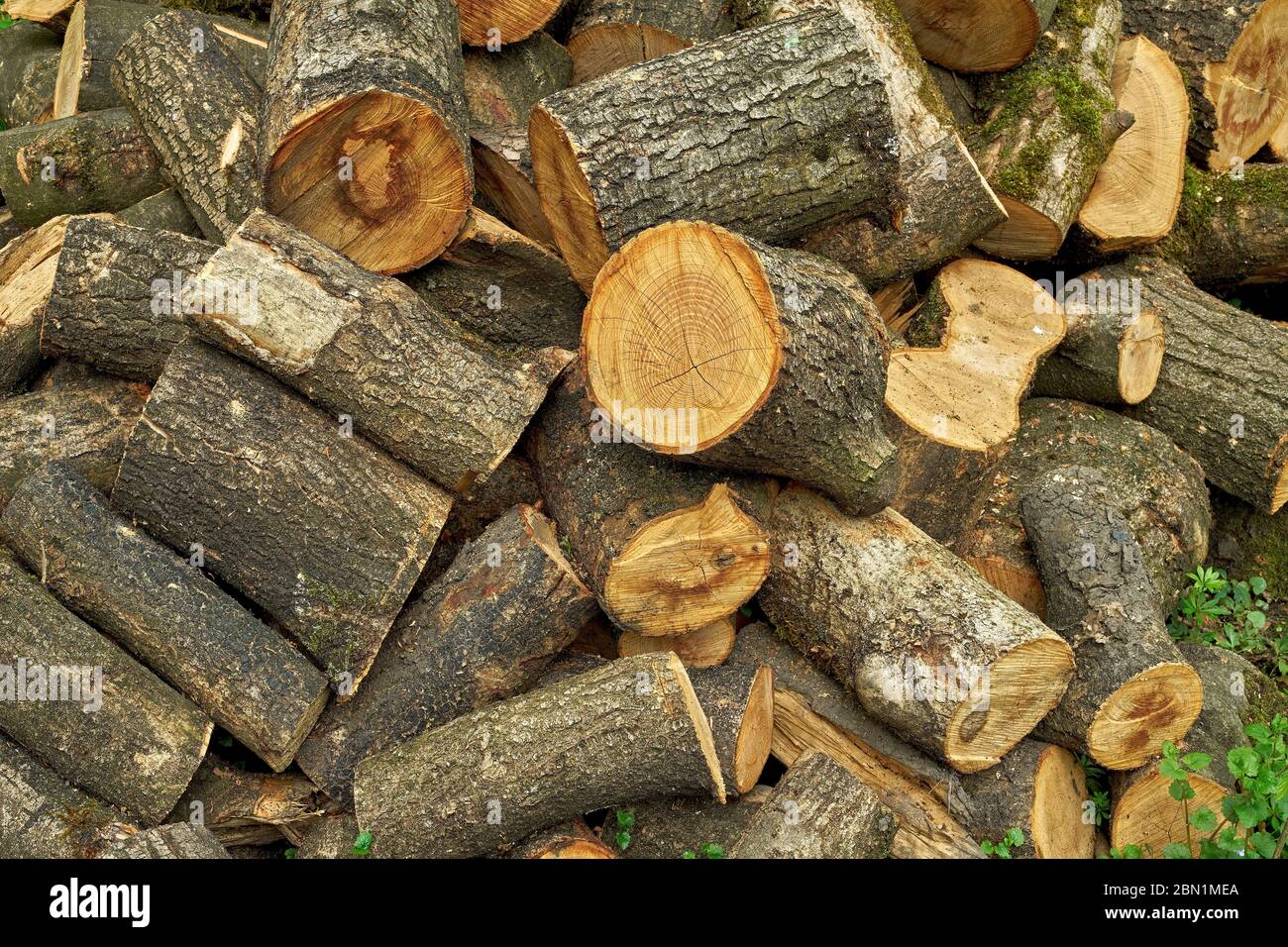 A pile of ash tree firewood Stock Photo Alamy