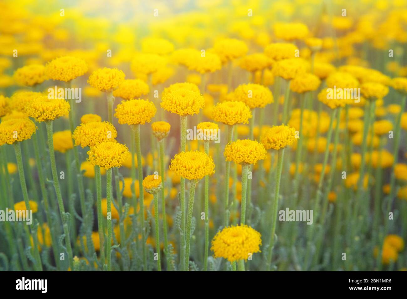 Helichrysum flowers on green nature blurred background. Many yellow flowers for herbalism cultivation in garden. Stock Photo