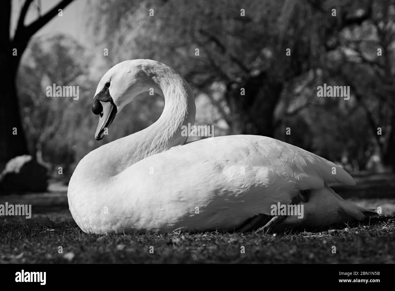 A free-living white adult swan sitting on the grass in a local park with blurry background trees; a close-up picture taken from low angle. Stock Photo