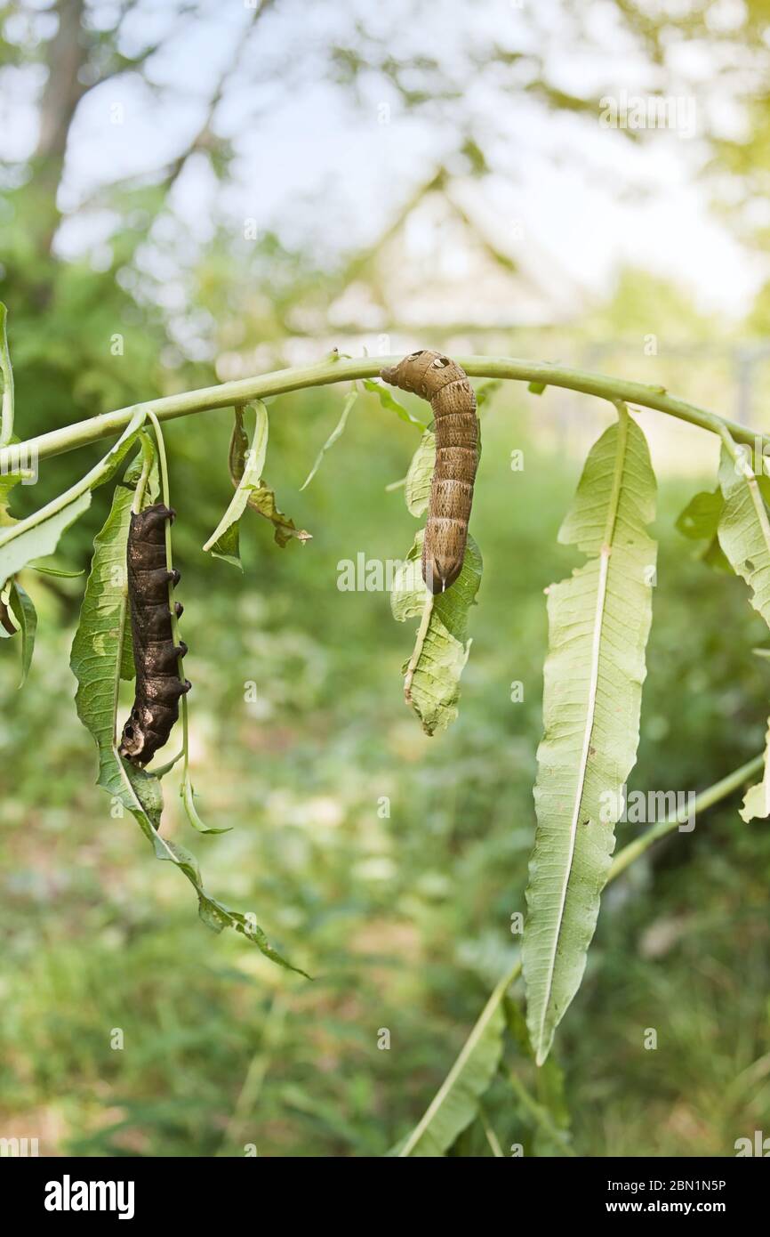 Two large caterpillars of Deilephila elpenor (elephant hawk moth)  eat the leaves of Rosebay willowherb or fireweed Stock Photo