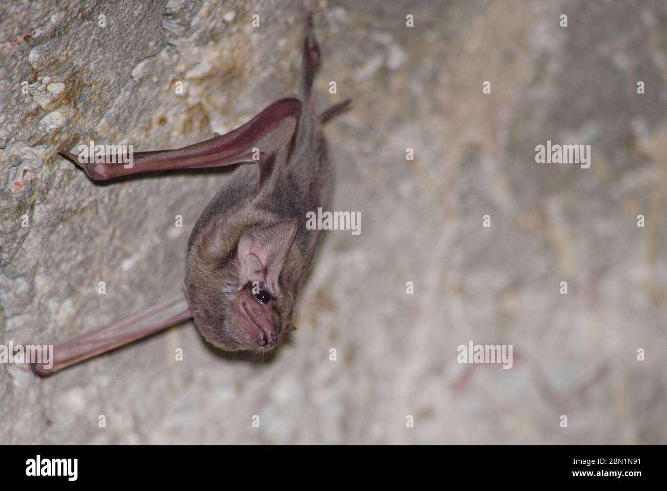 black-bearded tomb bat are sleeping in the cave hanging on the ceiling period midday Stock Photo
