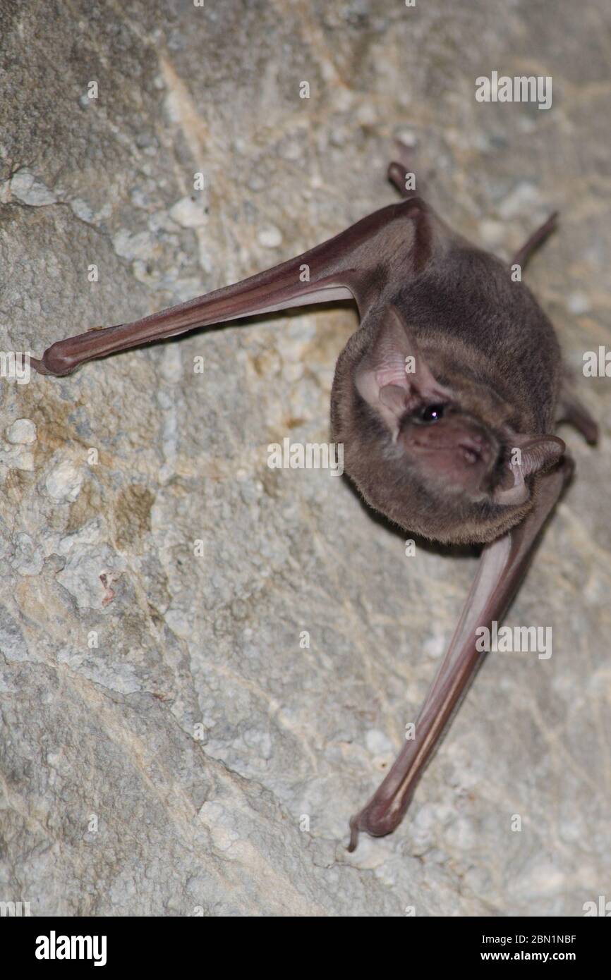 black-bearded tomb bat are sleeping in the cave hanging on the ceiling period midday Stock Photo