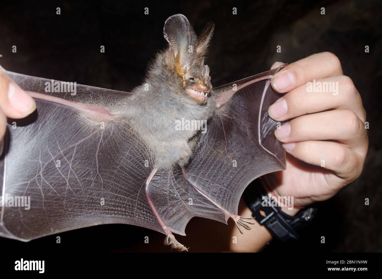 lesser false vampire bat are sleeping in the cave hanging on the