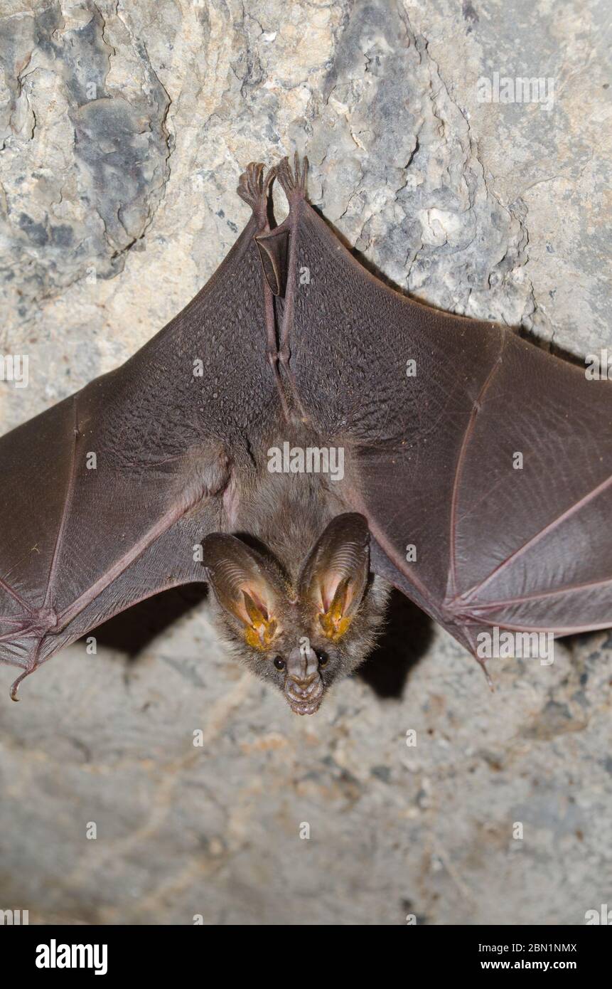 lesser false vampire bat are sleeping in the cave hanging on the ceiling  period midday Stock Photo - Alamy