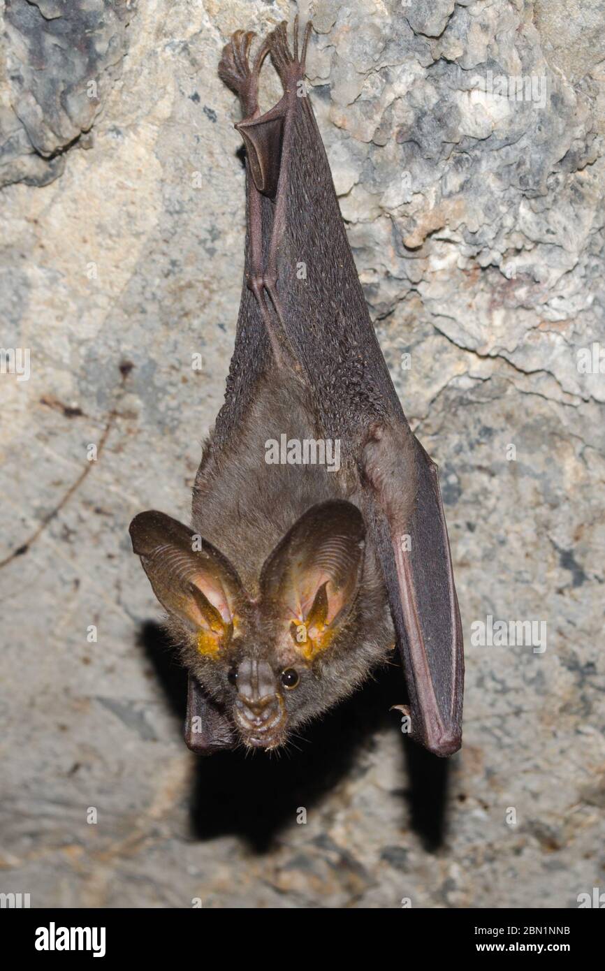 The vampire bat hi-res stock photography and images - Alamy