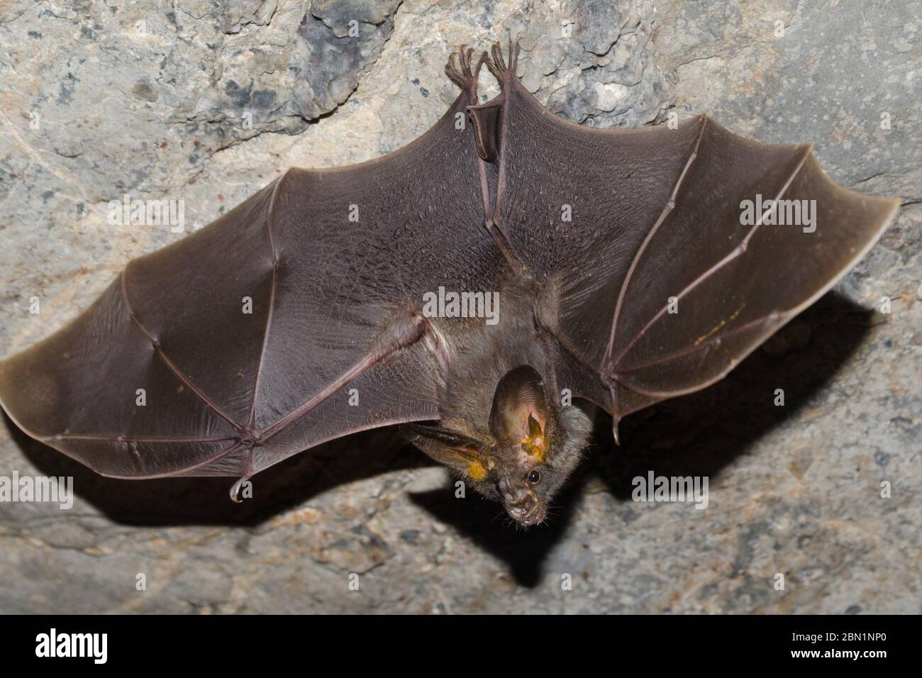 lesser false vampire bat are sleeping in the cave hanging on the ceiling period midday Stock Photo