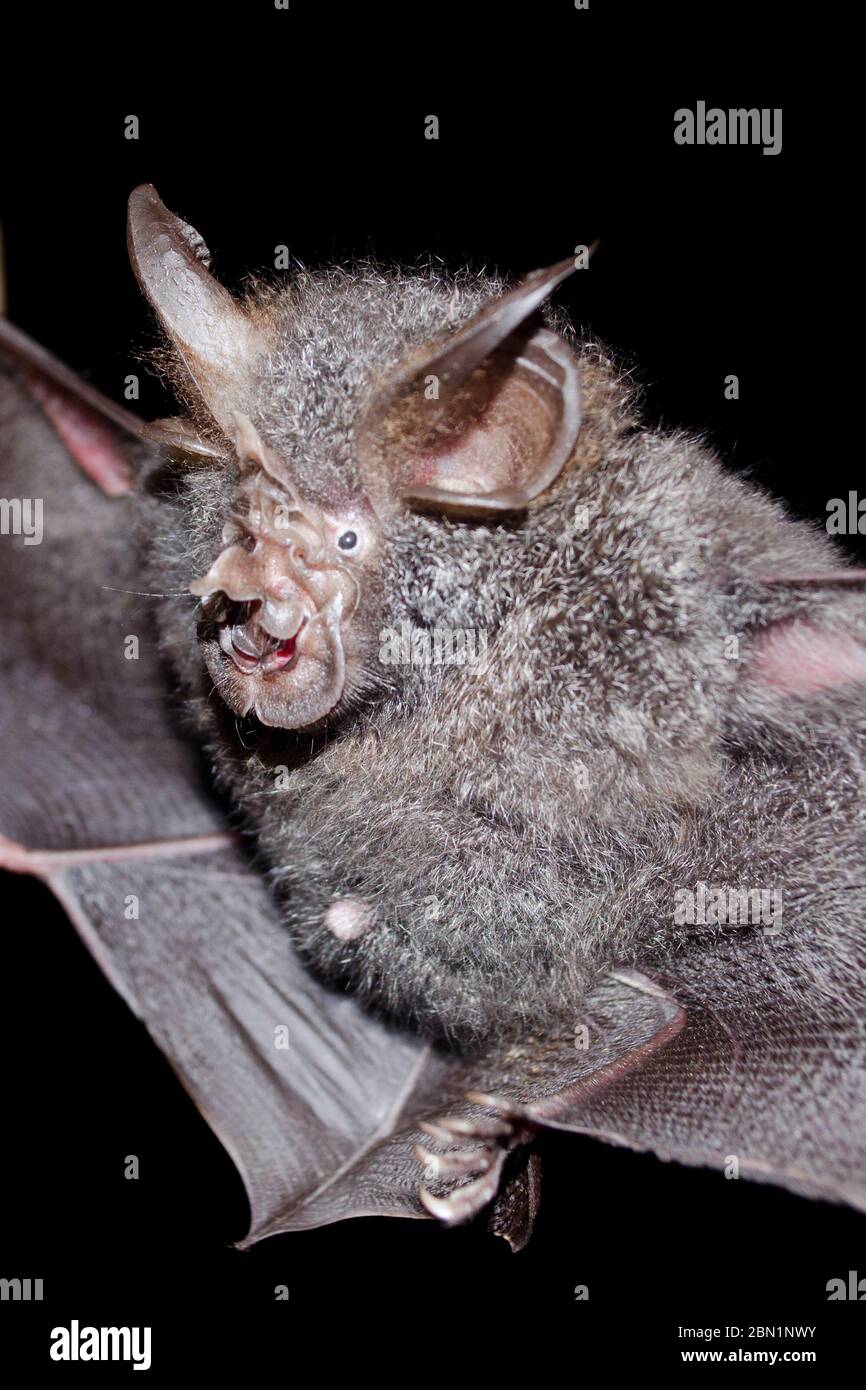 blyth's horseshoe bat are sleeping in the cave hanging on the ceiling period midday Stock Photo