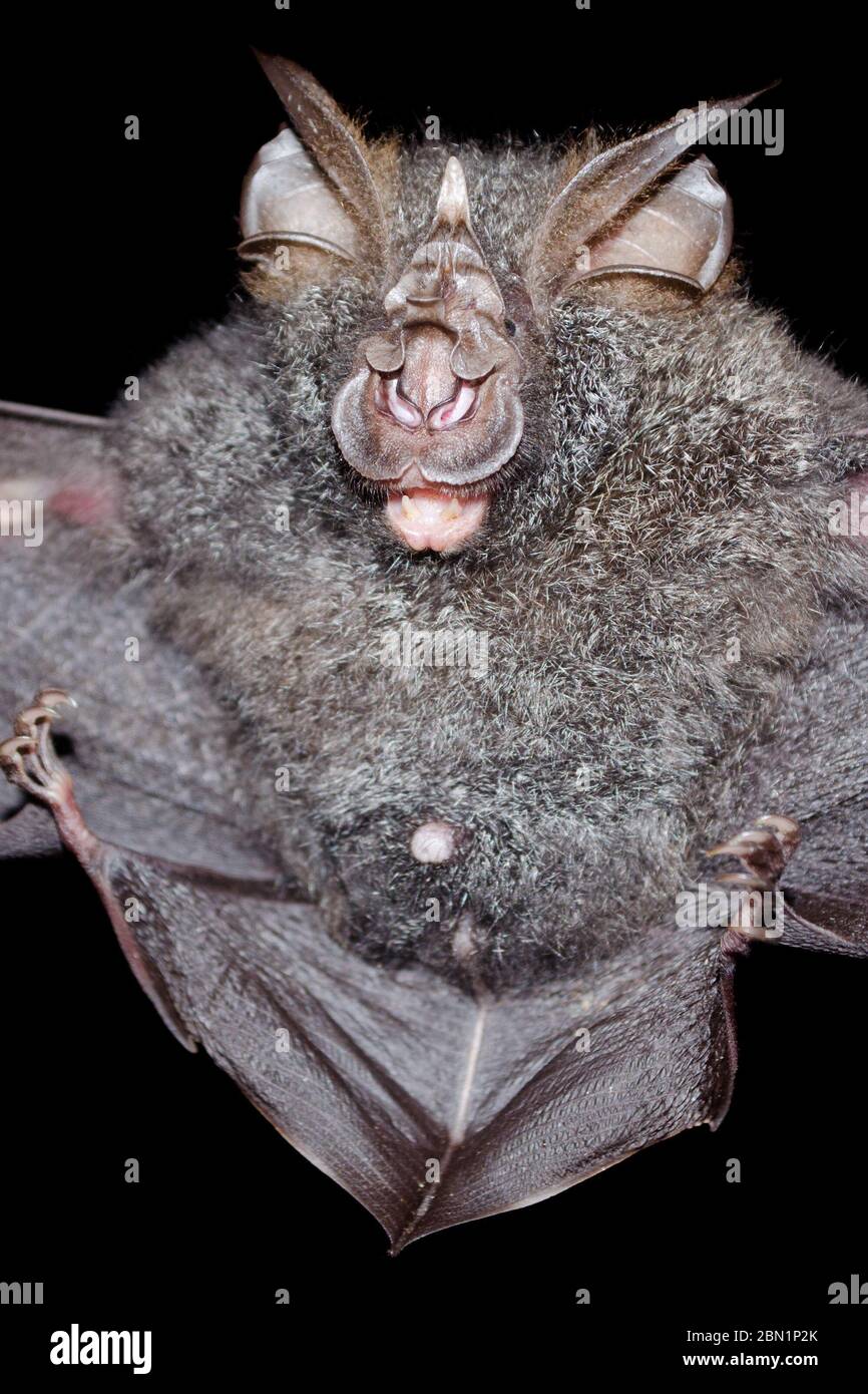 blyth's horseshoe bat are sleeping in the cave hanging on the ceiling period midday Stock Photo