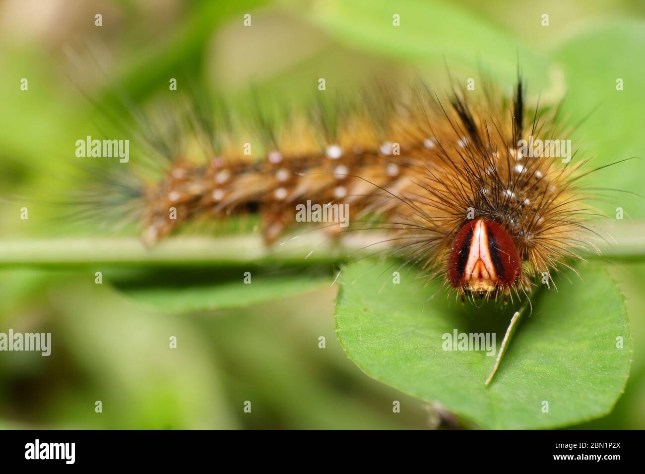 Caterpillar of the Painted Lady Butterfly Stock Photo Alamy