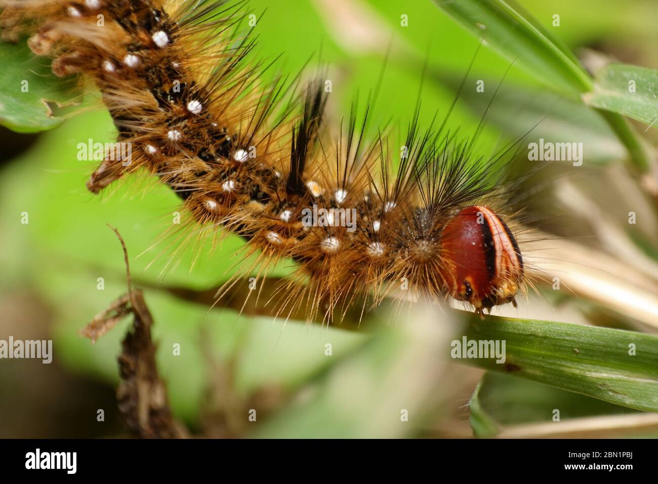 Caterpillar of the Painted Lady Butterfly Stock Photo Alamy
