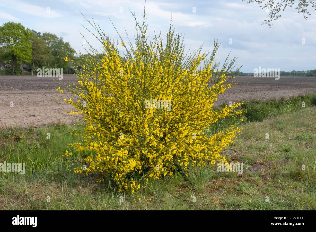 bright yellow broom or ginsestra flower Latin name cytisus scoparius or spachianus close up in spring in Italy blooming an evergreen bush. Stock Photo