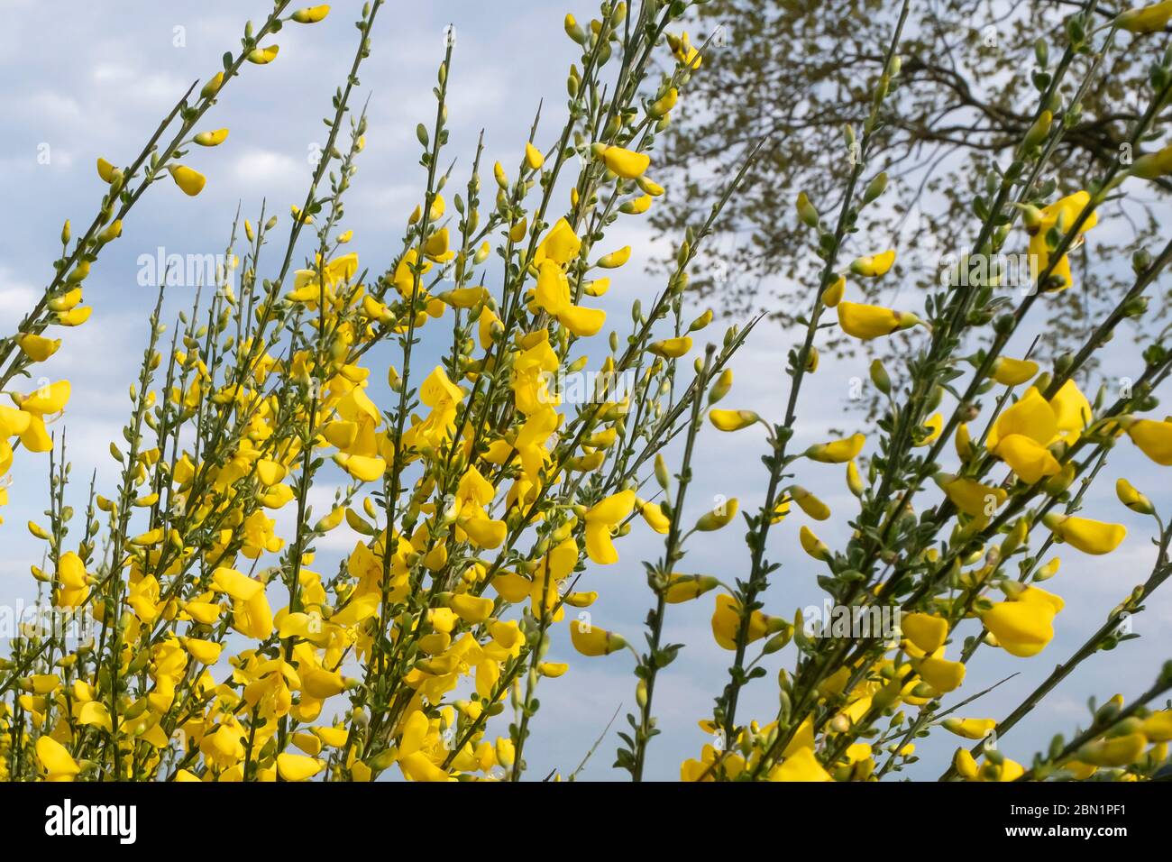 Cytisus scoparius, common broom or Scotch broom yellow flowers closeup selective focus. Stock Photo