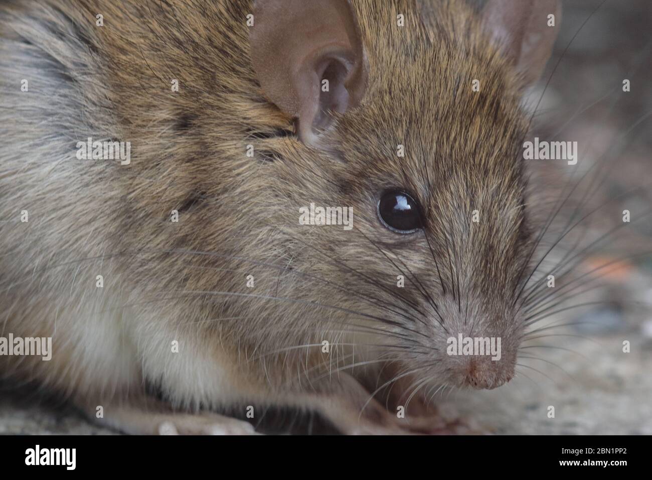 Rat face hi-res stock photography and images - Alamy