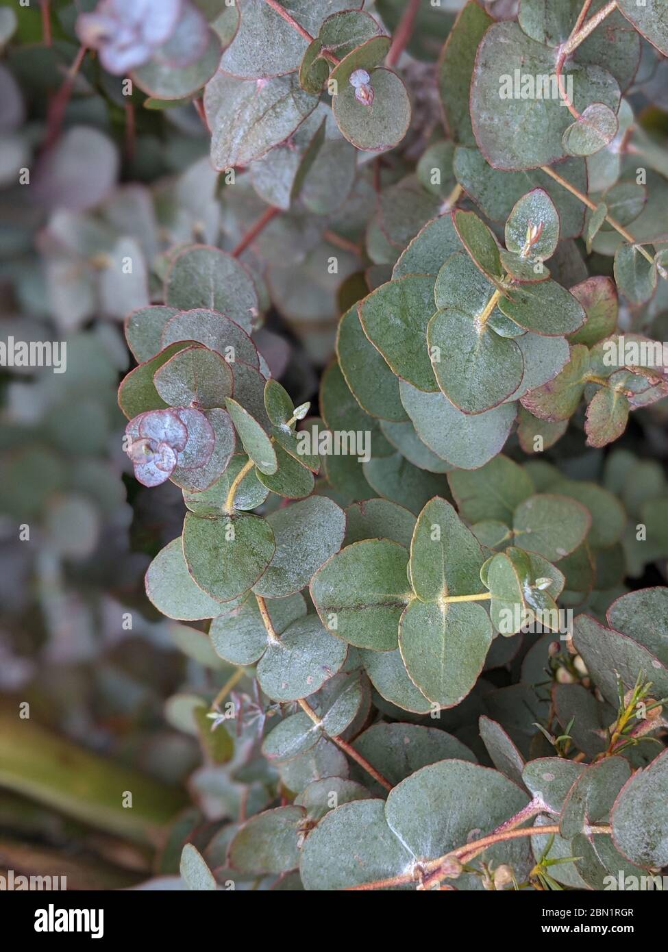 Eucalyptus leaves bunch hires stock photography and images Alamy