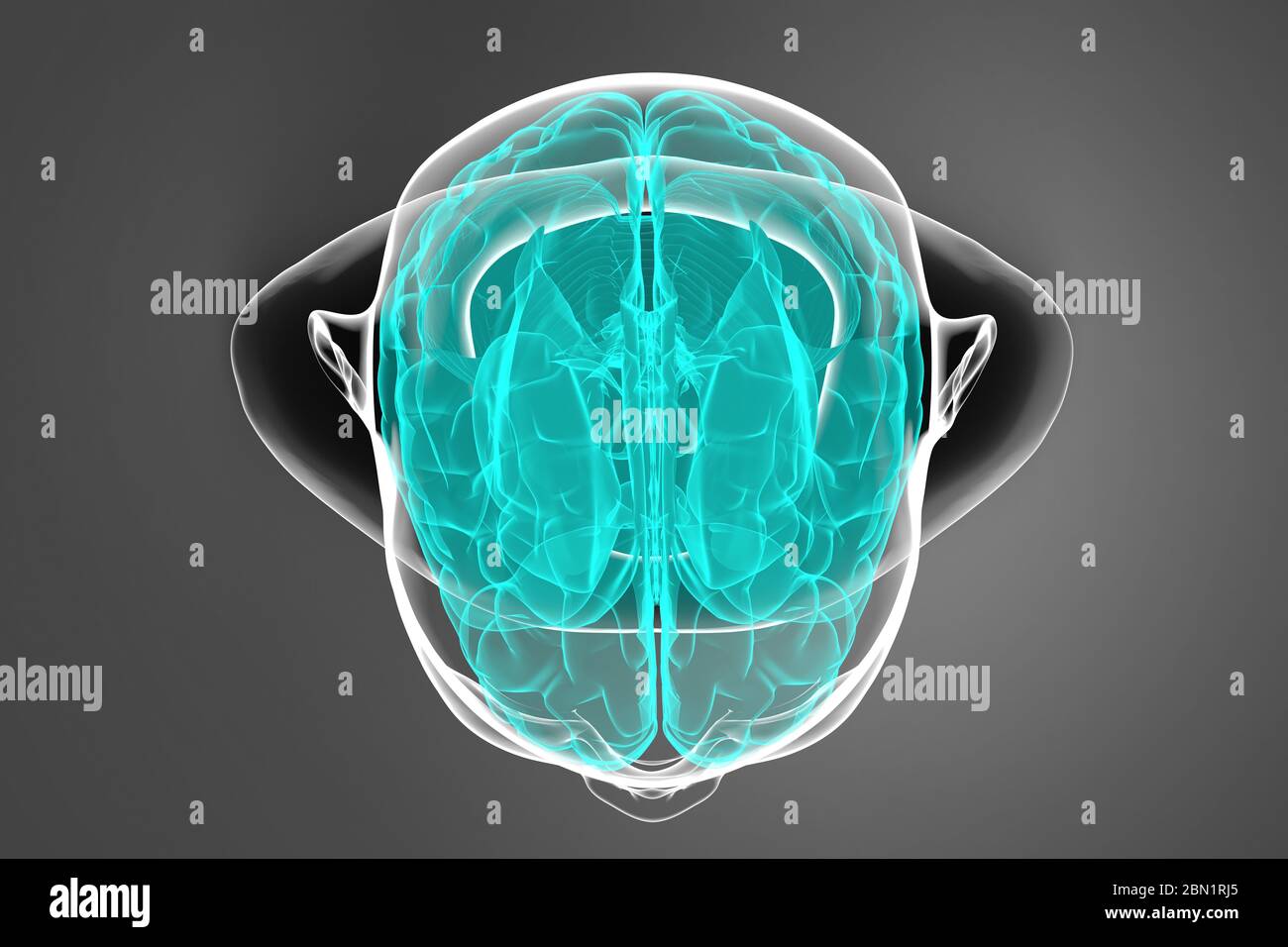 3d illustration of human brain over dark background with body ...